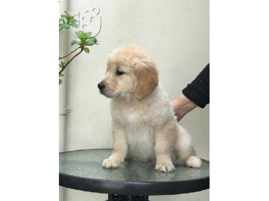 Όμορφα Golden Retriever κουτάβια